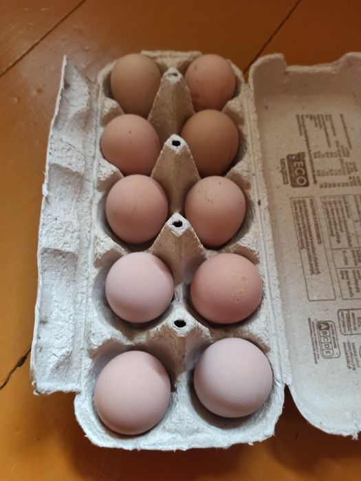 Jaja lęgowe perliczek 10 sztuk