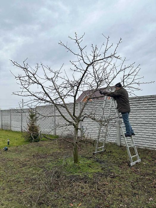 Обрізка дерев, стрижка огорож, спил дерев