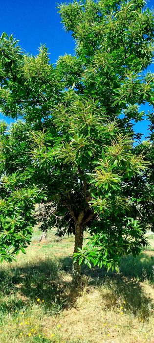 Quinta rural com  41000 metros s quadrados