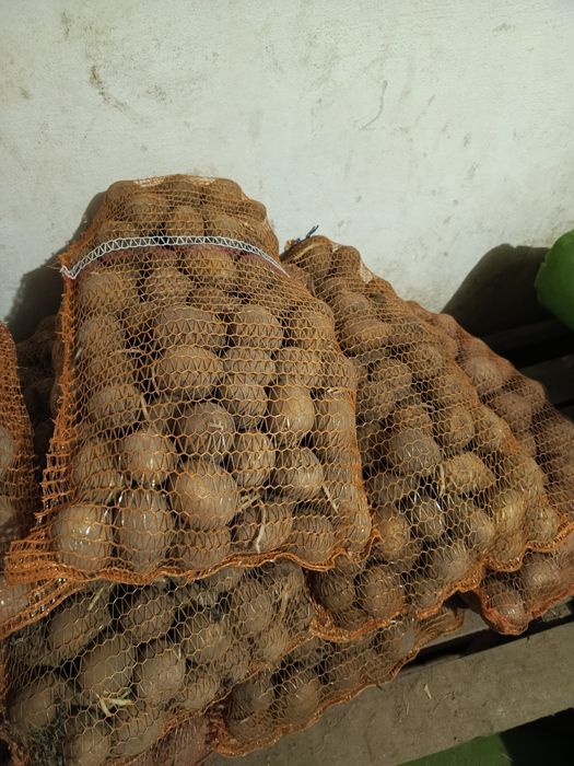 Ziemniaki odmiana Gala