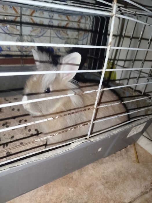 Vendo o troco coelho anão macho