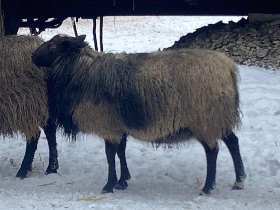 Продам барана півтора річного