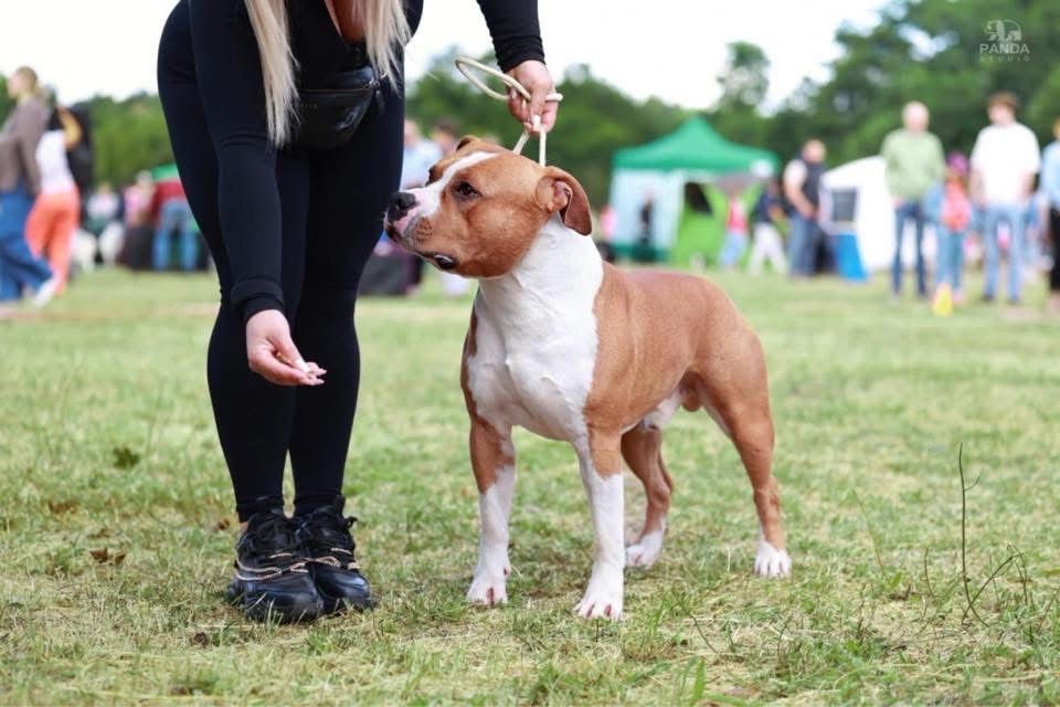 Fado - stud dog - American Staffordshire Terrier