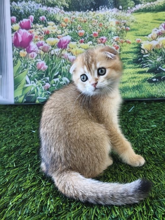 Золота шиншилла кошенята