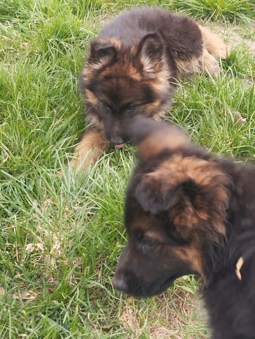 Owczarek niemiecki długowłosy