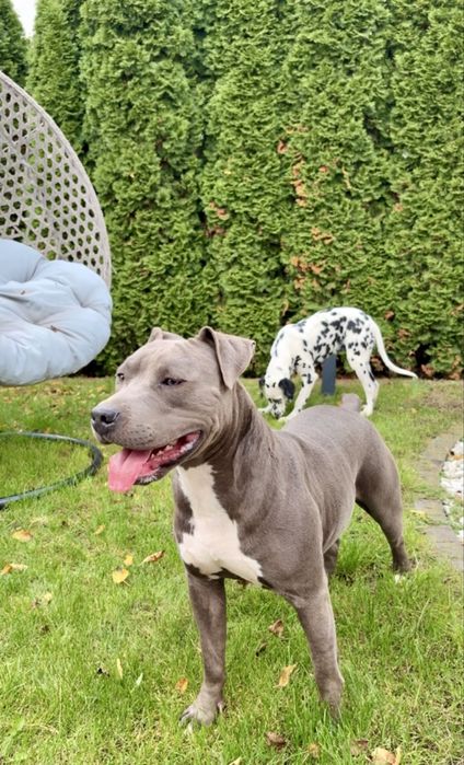 Merle American Staffordshire Terrier