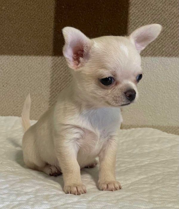 Гарнюня хлопчик чихуахуа