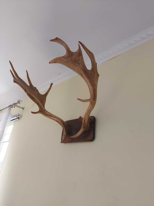 Poroże, łopaty łosia