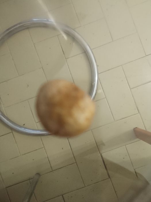 Sementes de pitanga Angolense do Huambo