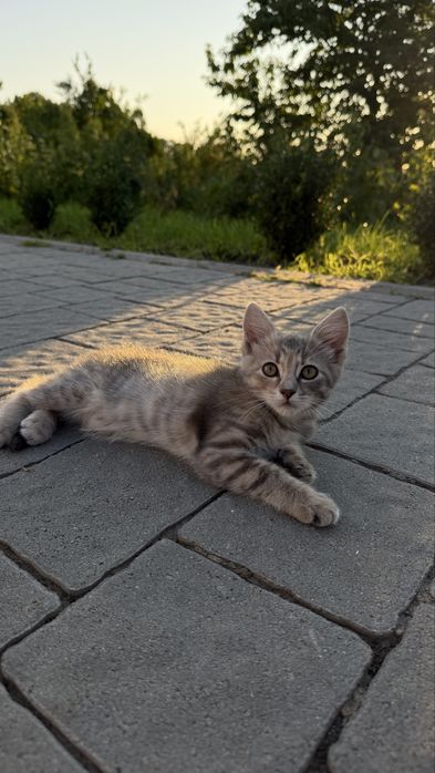 Віддамо в добрі руки