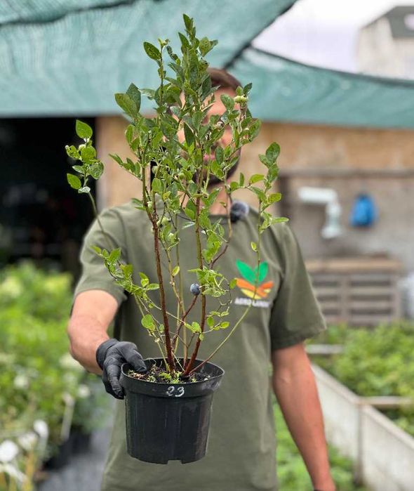 Саженцы голубики Саженцы жимолости  + Подарок