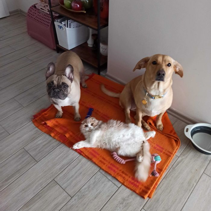 Oddam pieska w dobre ręce