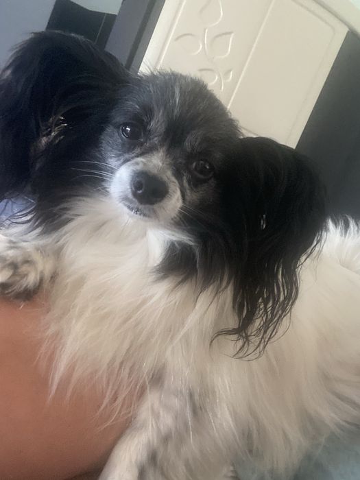 Uroczy szczeniak  papillon