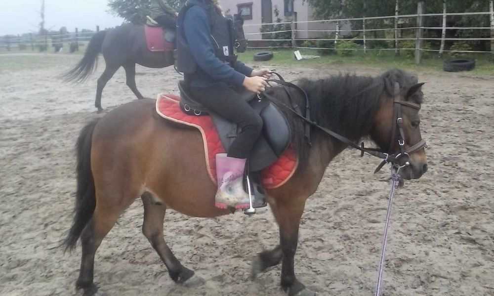 sprzedam konie i kuce