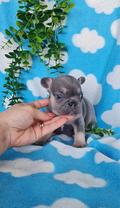 Estupenda menina Bulldog/Bouledog/Buldogue Francês de Qualidade