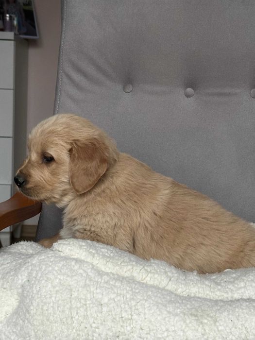 Pies Golden Retriever – złoty gotowy do odbioru