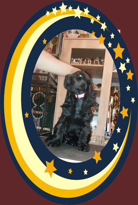 Cocker Spaniel Angielski  Czarna suczka RODOWÓD ZKwP (FCI)