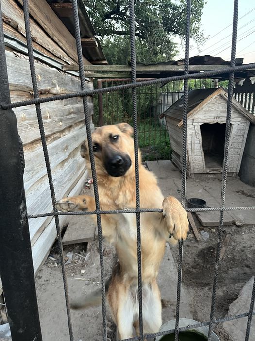 Отдам овчарку в хорошие руки