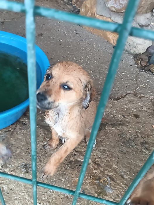 Cães para adoção responsável