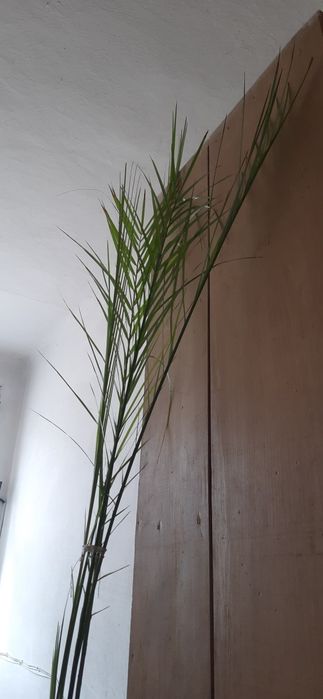 Пальма  фінікова