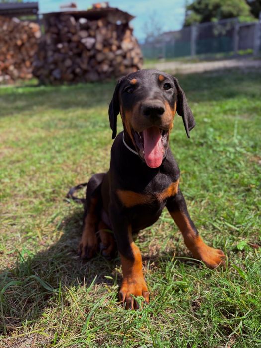Szczeniak doberman