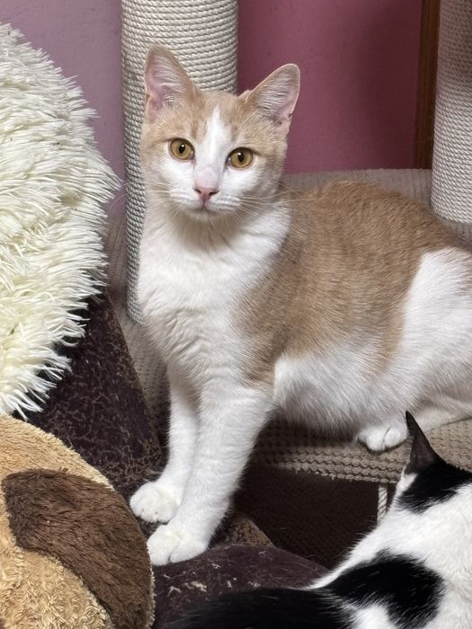 Котик підліток у добрі руки