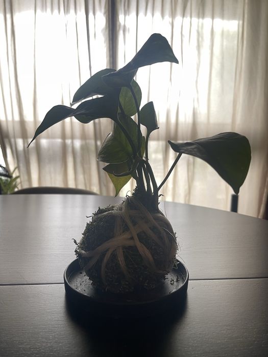 Kokadama de Giboio