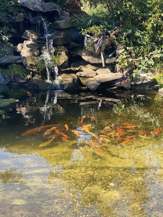 Glony w oczku wodnym, preparat do walki z glonami Algo Split 5 kg