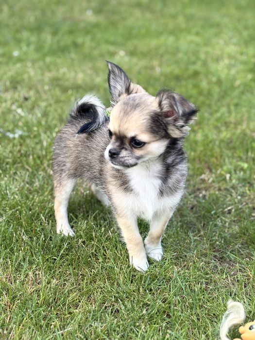 Chihuahua dlugowlosy