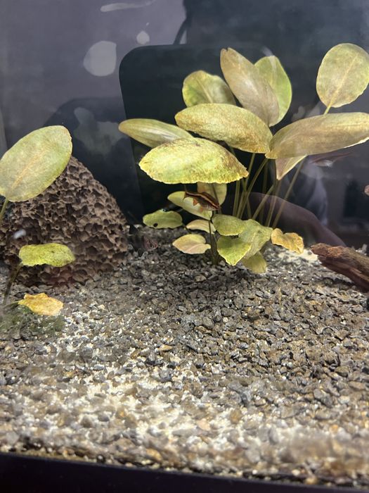 Acessorios para aquario