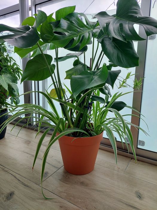 Kwiat   Monstera