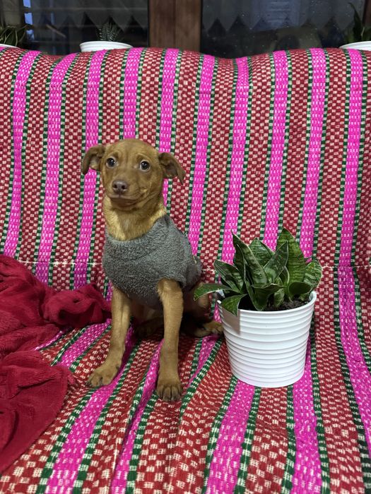 Julio - 4 meses e meio, 4kg (6kg em adulto)