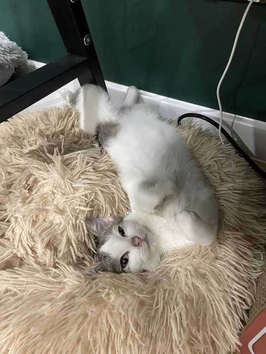 Szukamy domu! Nasturcja i Benio