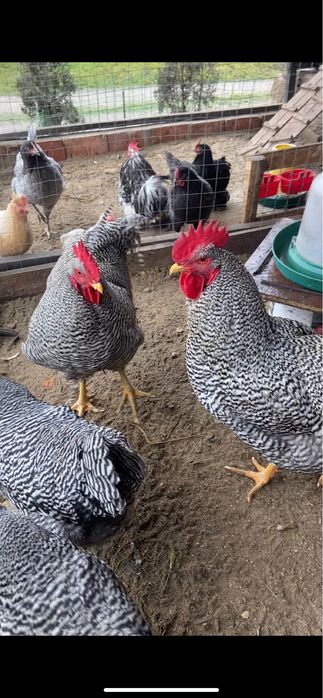 Амрокс 2+2 25 року