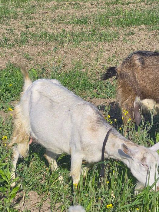 Продам козу.  З першим окотом, зааненского типу, від цапа зааненскої породи і кози ламанчі.