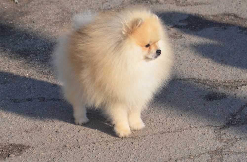 Подрощенный мальчик шпиц 1.5 года.