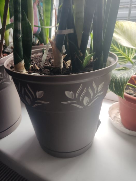 Продам сансевієрію висока