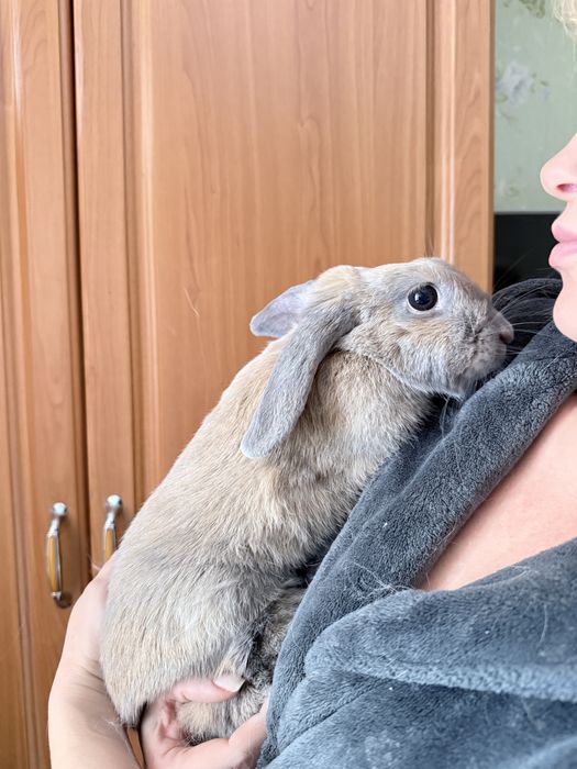 Декоративна висловуха дівчинка