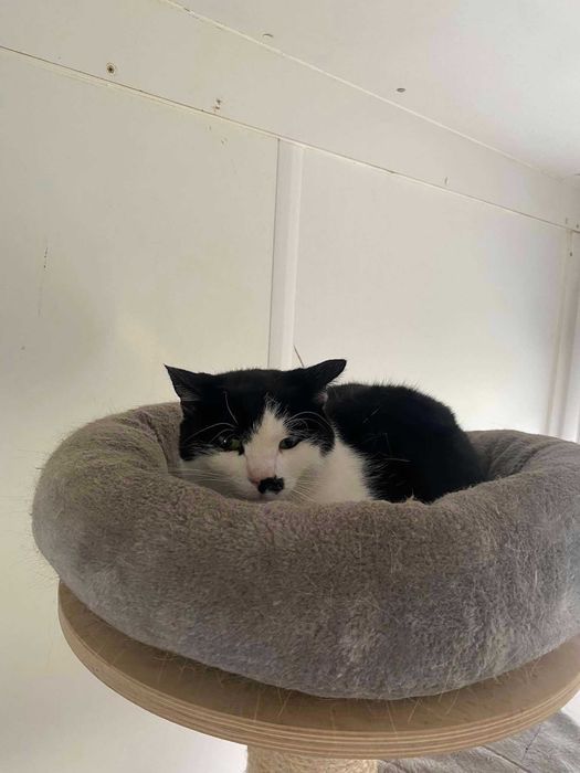 PILNE! Szukamy DOMU dla Conchity!