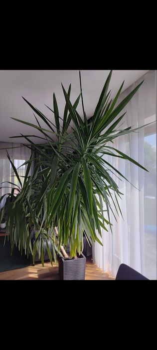 Juka domowa w donicy