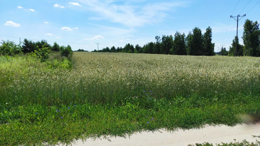 Grunty rolne ok. 5 ha - Sławacinek Stary - Widok 4