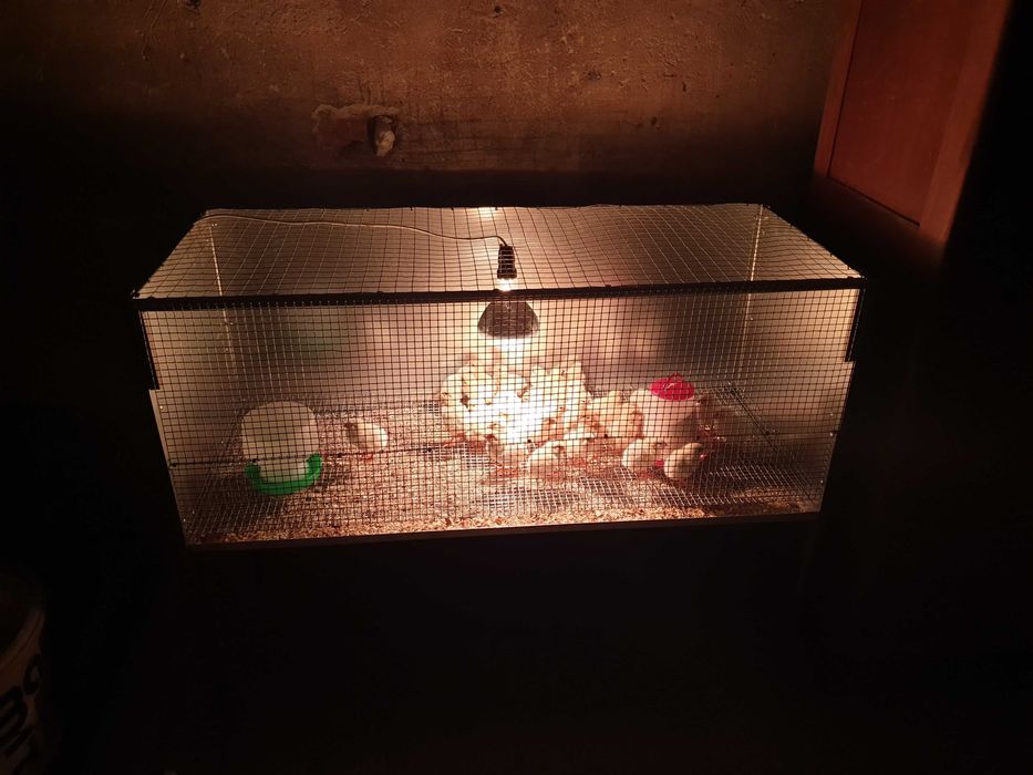 Leghorn pisklęta kurczęta kurczaki kury