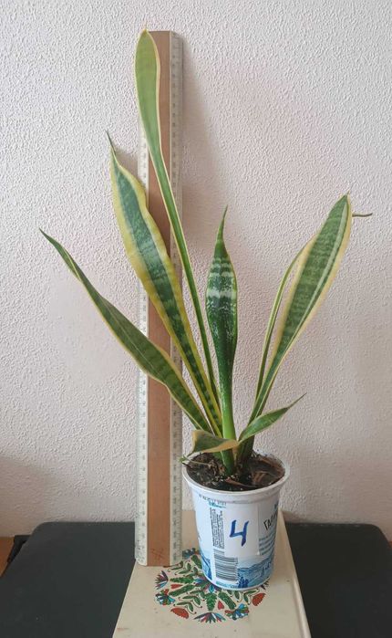 Сансевиерия окаймленная велика Sansevieria, тещін язик, щучий хвіст