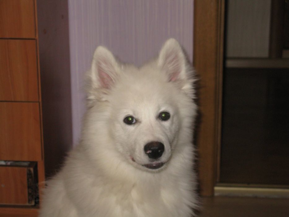 самоїд для в'язки