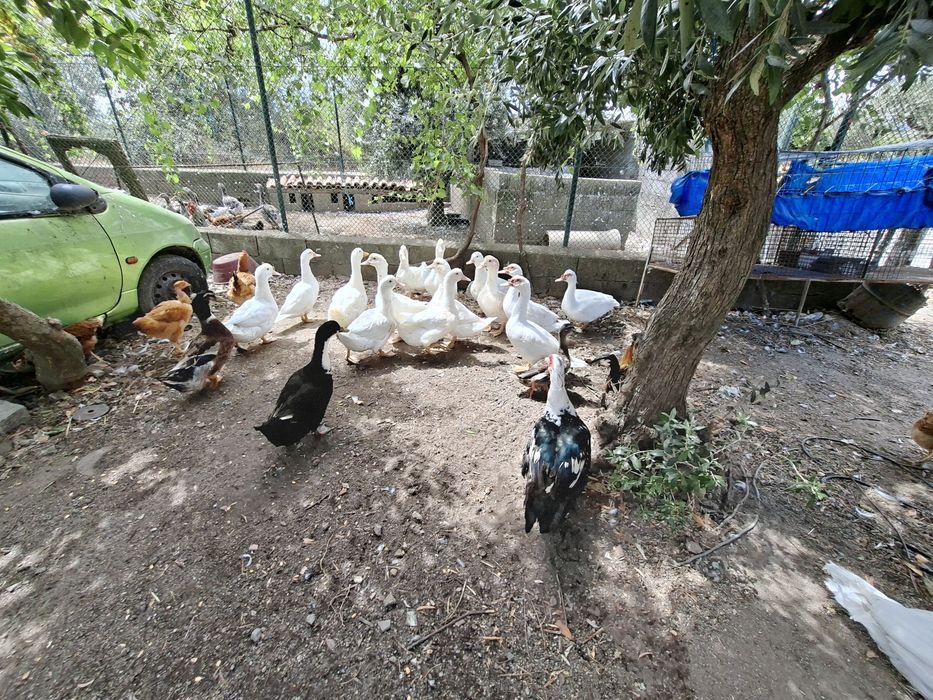 Patos,mudos e franceses.
