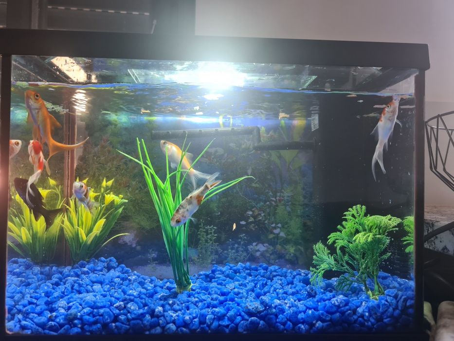 Aquário com motor luz e 6 peixes
