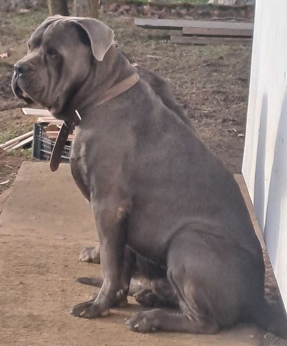 В'язка кане корсо