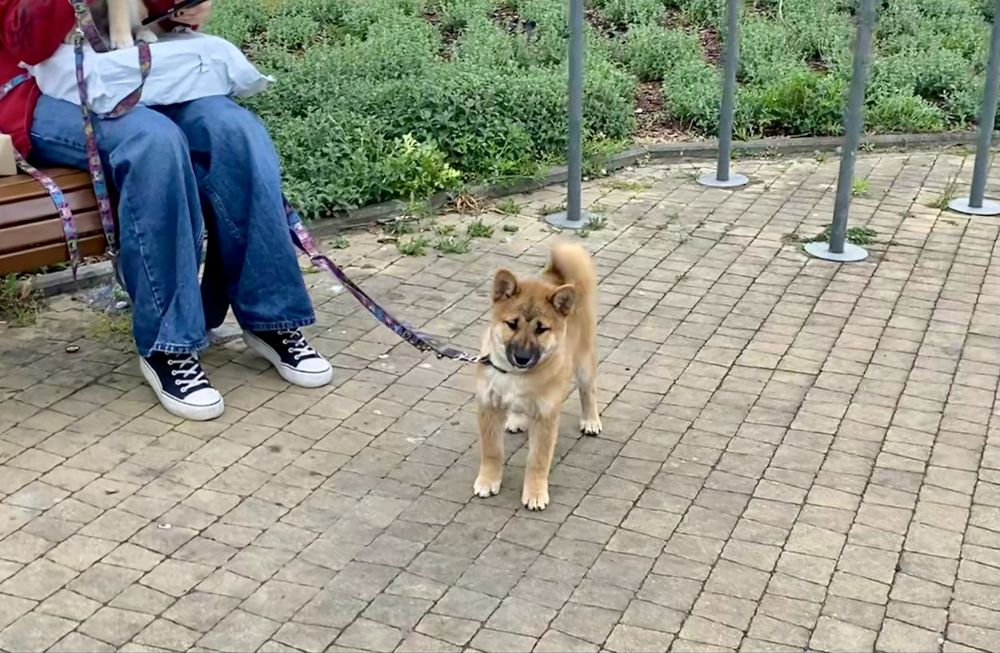Shiba Inu rodowodowy chłopiec
