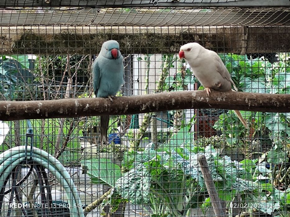 4 ringnecks para cedência três fêmeas e 1 macho.