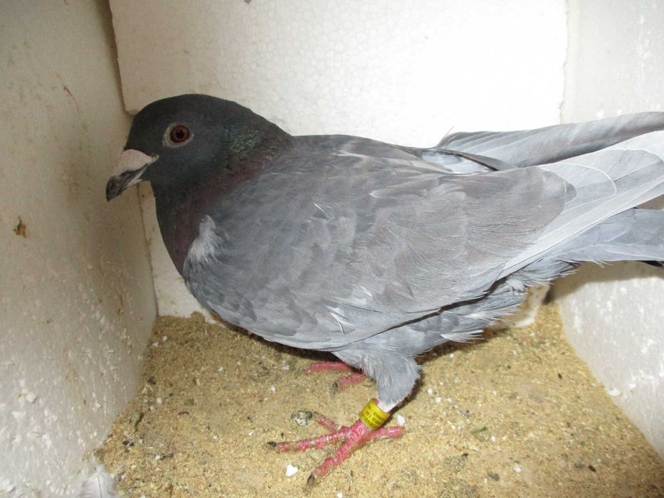 Gołębie Pocztowe Zagraniczne.